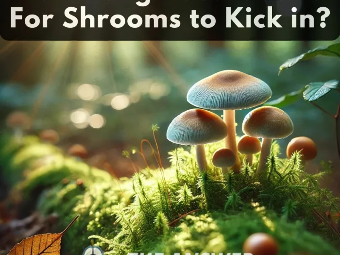 How Long Does it Take For Shrooms to Kick in